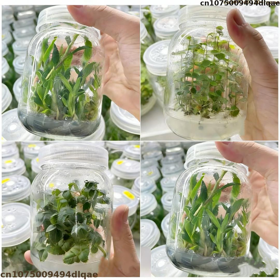 Agar Tissue Culture - مسحوق الأجار لزراعة أنسجة النباتات، قوة