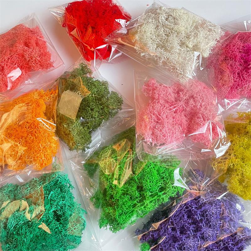 Sphagnum Moss Dry - 20-200 جرام نباتات خضراء اصطناعية بوليستر