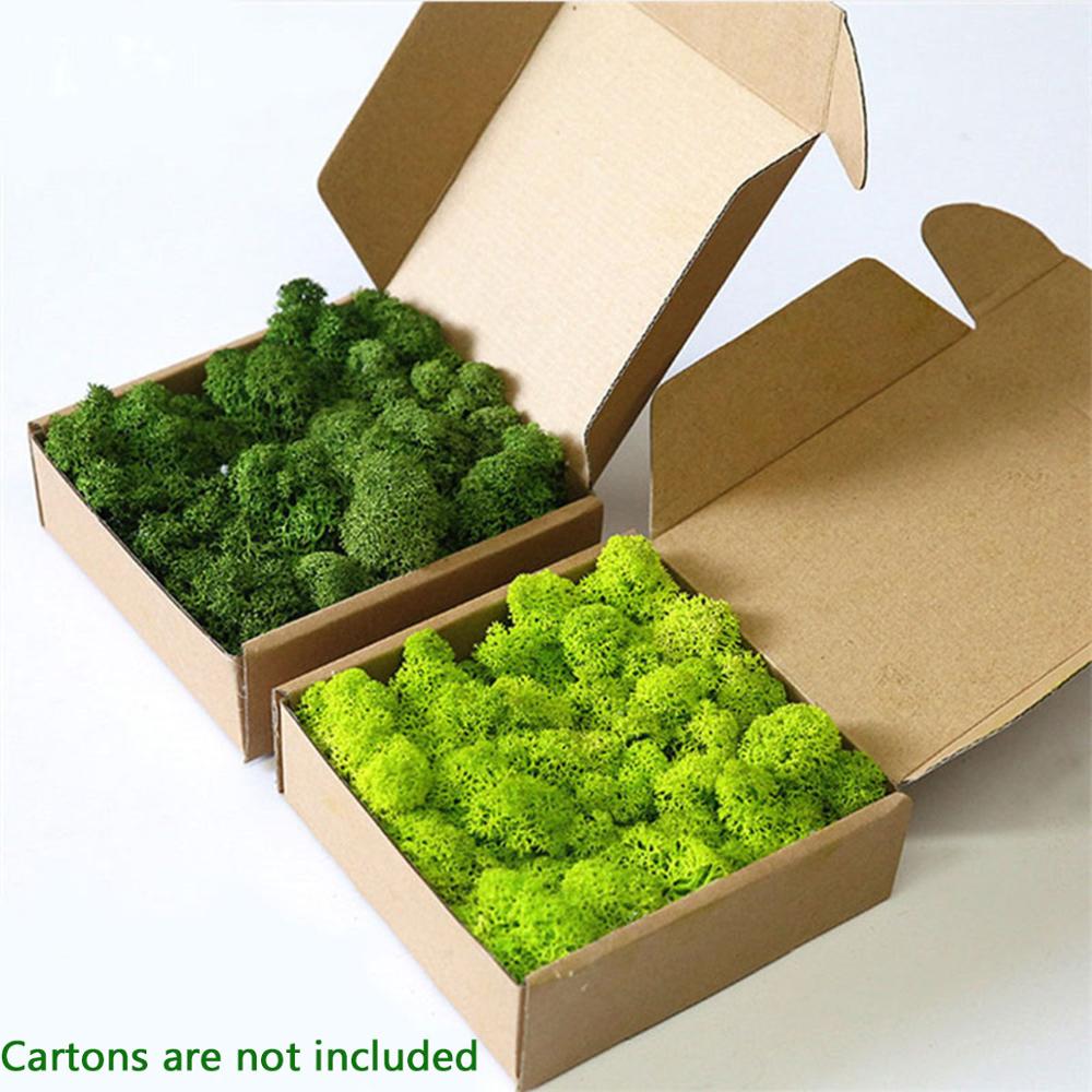 Sphagnum Moss Dry - نبات اصطناعي الحياة الأبدية موس حديقة