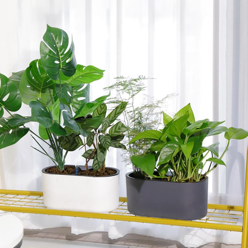 نبات داخلي مع مؤشر خشبي الساق  - مراجعة Self Watering Insert وسعره