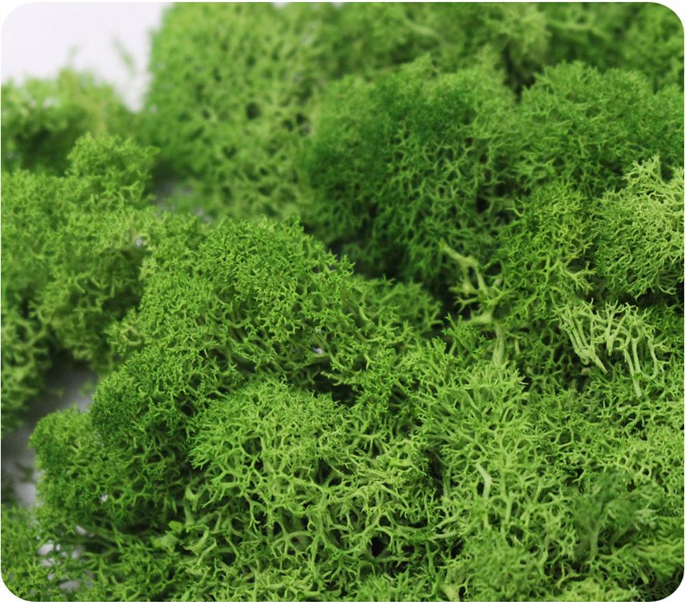 نبات اصطناعي الحياة الأبدية مو - مراجعة Sphagnum Moss Dry وسعره